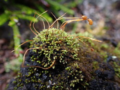 Conostomum tetragonum