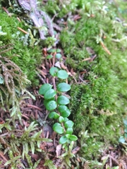 Gaultheria hispidula