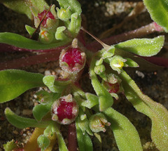 Cleretum papulosum