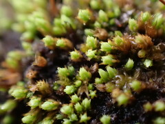 Conostomum tetragonum