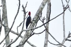 Campephilus melanoleucos