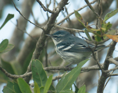 Setophaga cerulea