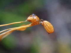 Conostomum tetragonum