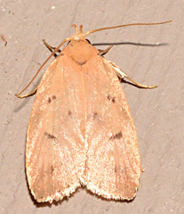 Machimia tentoriferella