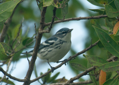 Setophaga cerulea
