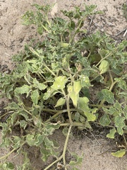 Physalis hederifolia