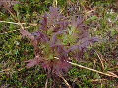 Pedicularis