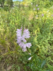 Physostegia virginiana