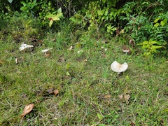 Amanita multisquamosa