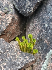 Huperzia appressa