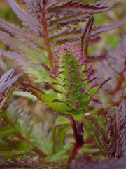 Pedicularis