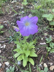 Ruellia humilis