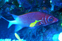 Sargocentron caudimaculatum