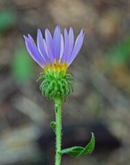 Dieteria bigelovii