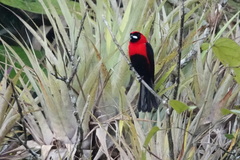 Ramphocelus nigrogularis