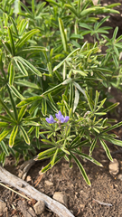 Lupinus argenteus