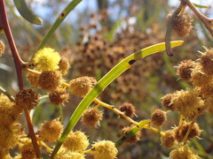 Acacia gladiiformis