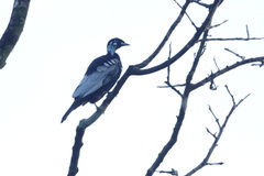 Gymnoderus foetidus