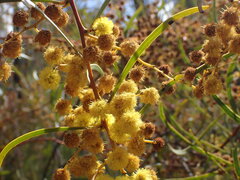 Acacia gladiiformis
