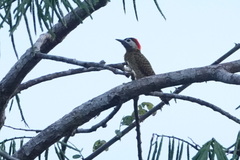 Colaptes punctigula