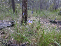 Dianella rara