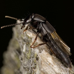 Tasgius melanarius