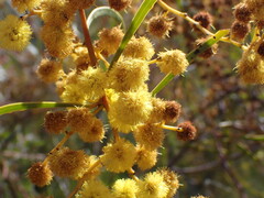 Acacia gladiiformis