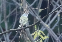 Todirostrum maculatum