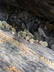 Punctularia strigosozonata