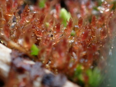 Ptychostomum
