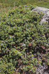 Juniperus communis saxatilis