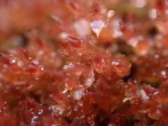 Ptychostomum