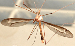 Tipula tricolor
