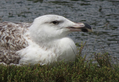 Larus marinus