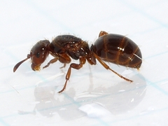 Lasius claviger