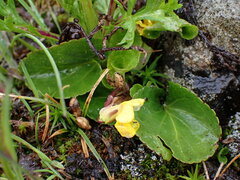 Viola