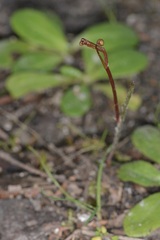 Cyrtostylis reniformis