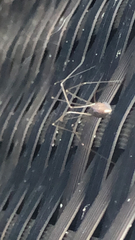 Pholcus phalangioides