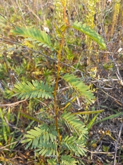 Chamaecrista fasciculata