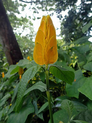 Pachystachys lutea
