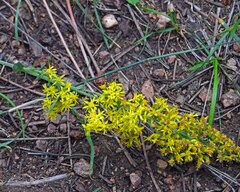 Solidago missouriensis