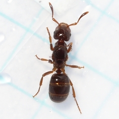Lasius claviger