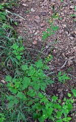 Bidens bipinnata