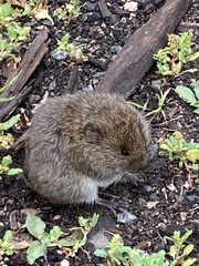 Microtus