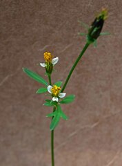 Bidens bipinnata
