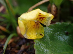 Viola