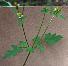 Bidens bipinnata