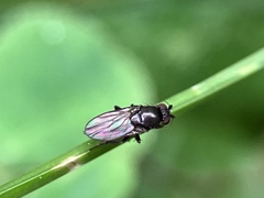 Limosininae