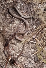 Coluber constrictor mormon