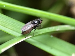 Limosininae